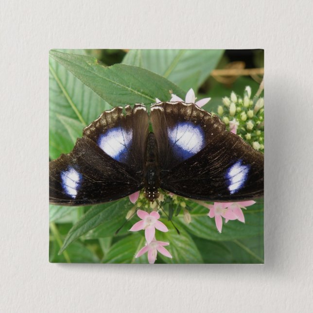 botón mariposa con manchas azules (Anverso)
