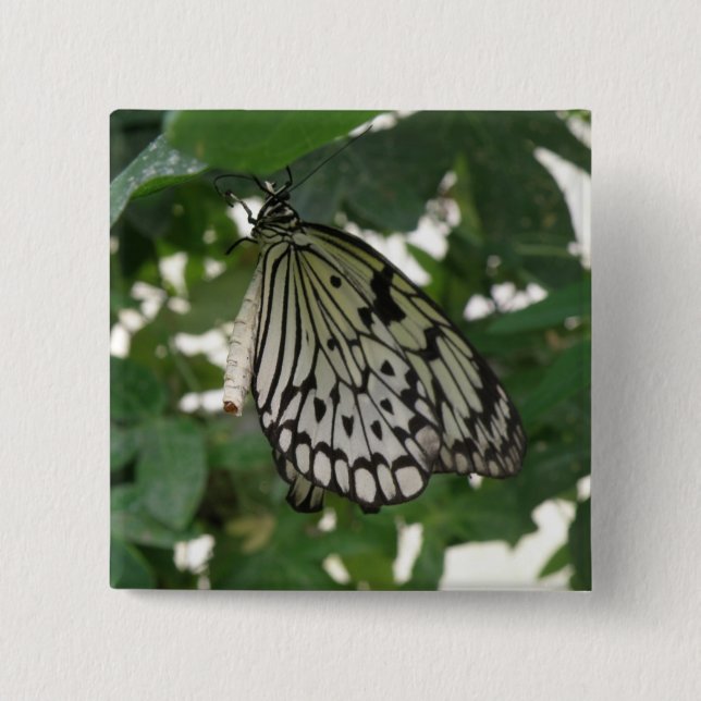 Botón mariposa de cometa de papel tropical (Anverso)