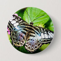botón mariposa de la barquilla azul