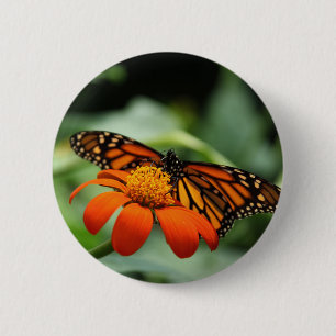 botón Mariposa monarca