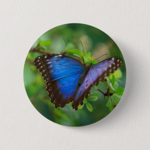 Botón mariposa morfo azul