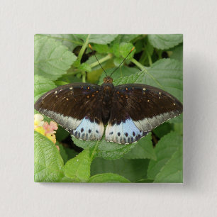 botón mariposa tropical de bonito