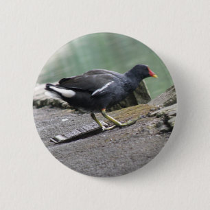 botón Moorhen