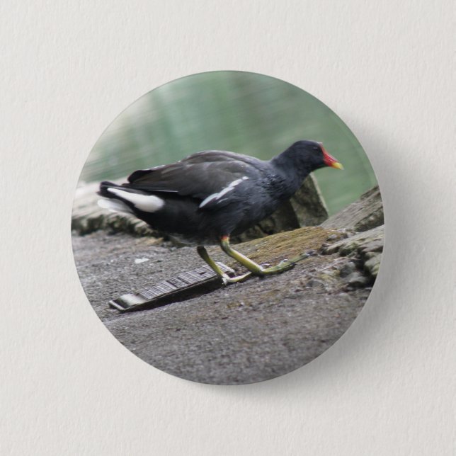 botón Moorhen (Anverso)