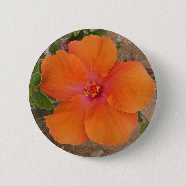 botón naranja Hibiscus (Anverso)