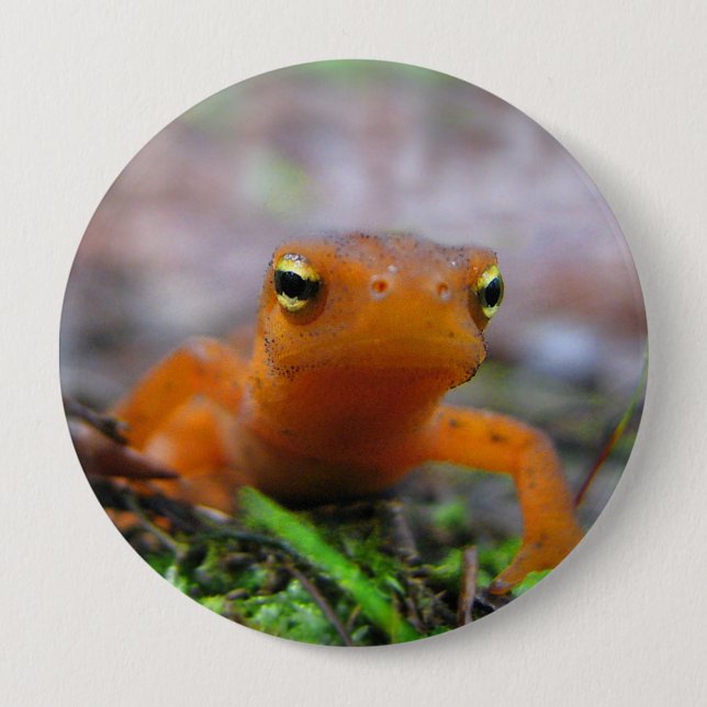 Botón Natural Red Eft Salamander Newt (Anverso)