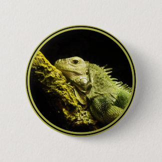 Botón noble de la iguana
