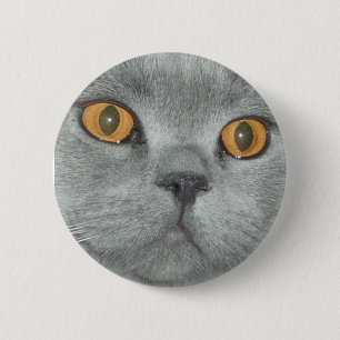 Botón observado naranja lindo del gatito