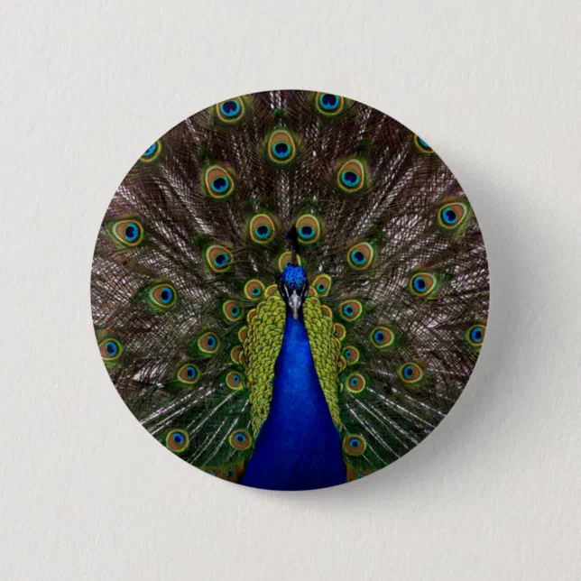 Arte de plumas de pavo real, krishna pluma de papel ave pavo real