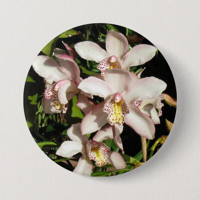 botón Orquídeas de cimbidio (Anverso)