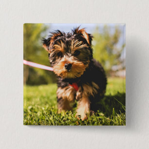 botón Perro de corte 5