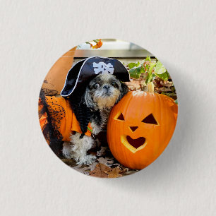 botón Pinback de calabaza pirata Shih Tzu