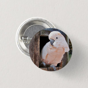 Botón Pinback de Cockatoo de Moluccan