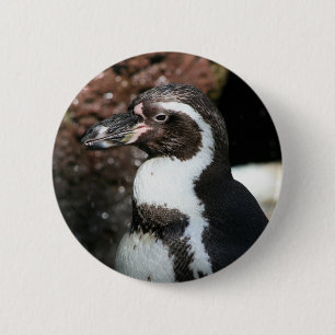 botón Pingüino