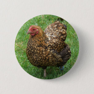 botón Pollo