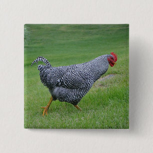 botón Pollo