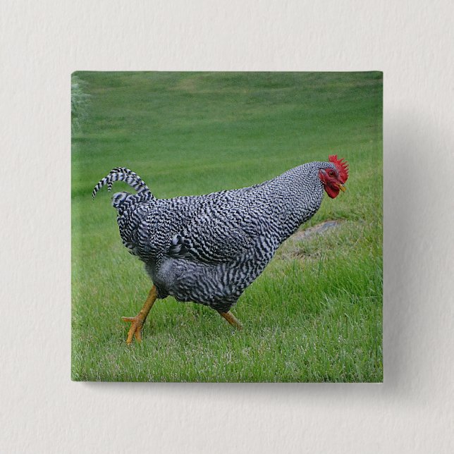 botón Pollo (Anverso)