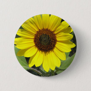 Botón redondo de la planta del girasol