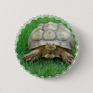 Botón redondo de la tortuga