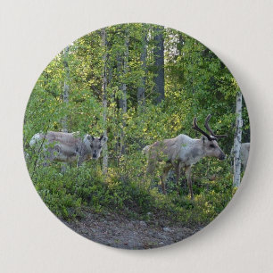 botón Renos en Laponia