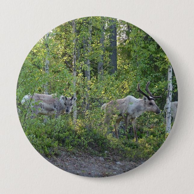 botón Renos en Laponia (Anverso)