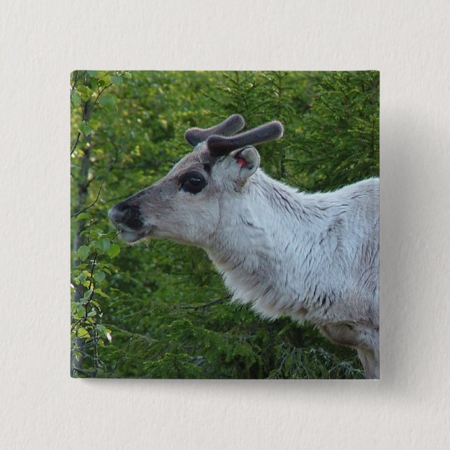 botón Renos en Laponia (Anverso)