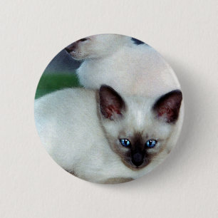 Botón siamés de los gatitos