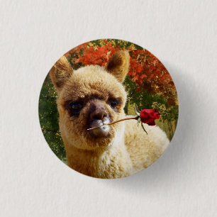 Botón subió alpaca