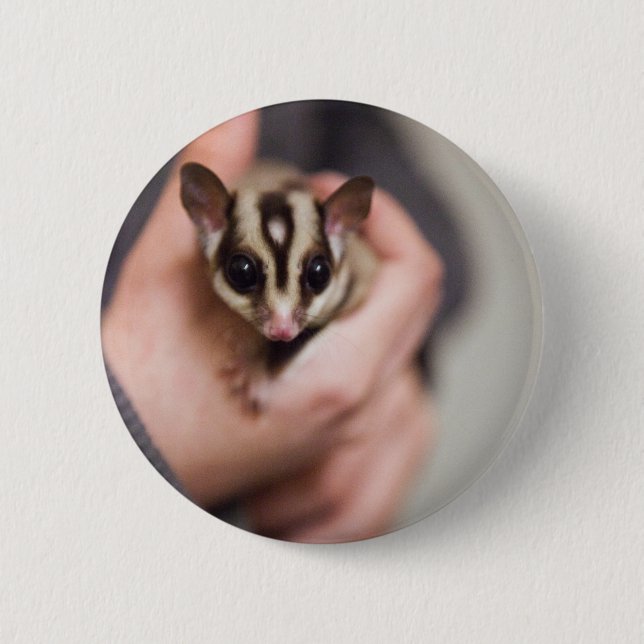 botón Sugar Glider (Anverso)