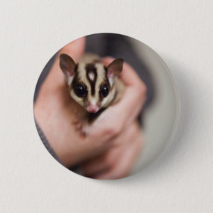botón Sugar Glider