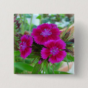 botón Sweet William