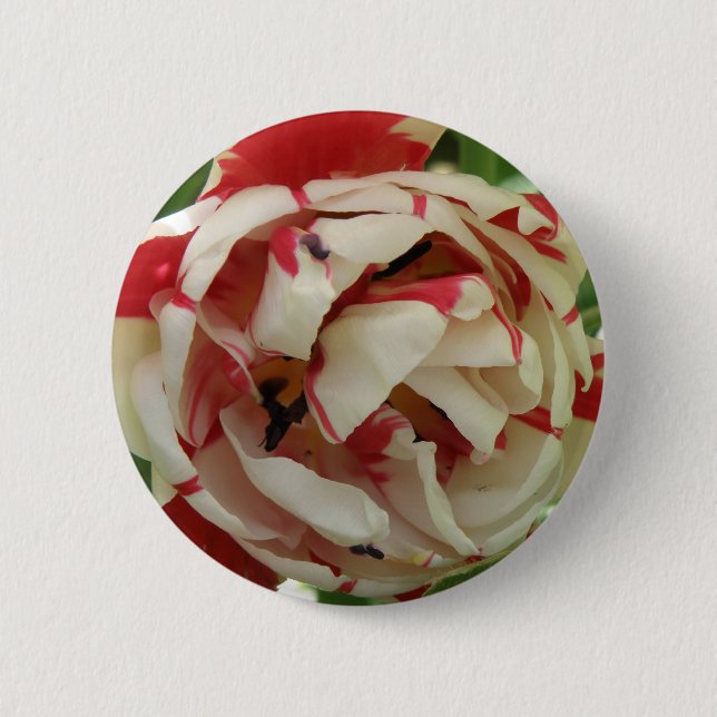 botón Tulip rosa y blanco (Anverso)