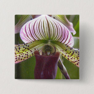Botón único de la orquídea