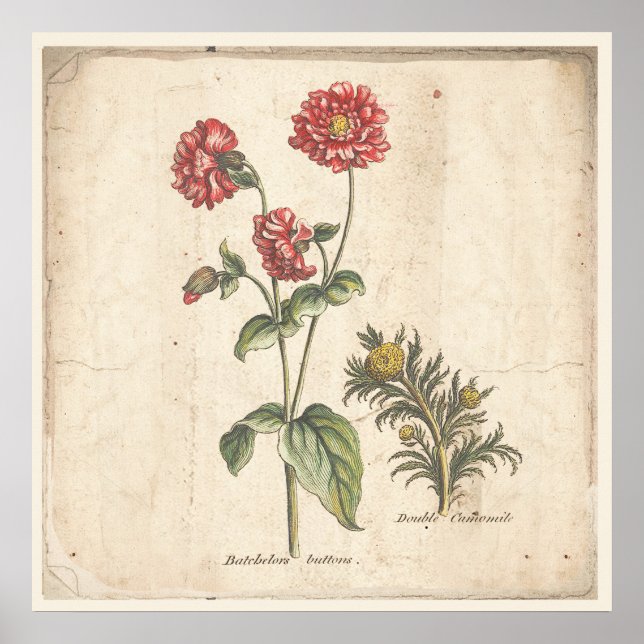 Botones antiguos Posters de impresión botánica de  (Frente)