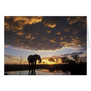 Botsuana, Parque Nacional Chobe, Elefante