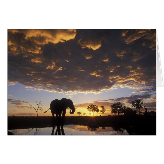 Botsuana, Parque Nacional Chobe, Elefante (Anverso (Horizontal))