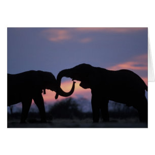Botsuana, Parque Nacional Chobe, Elefantes