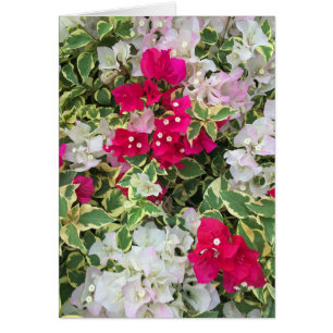 Bougainvillea abigarrado