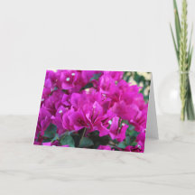 Bougainvillea - tarjeta de felicitación