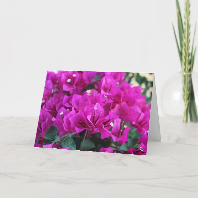 Bougainvillea - tarjeta de felicitación (Anverso)