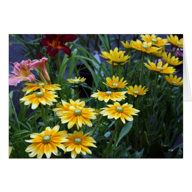 Bouquet del mercado, Sieze las Daisies (Anverso (Horizontal))