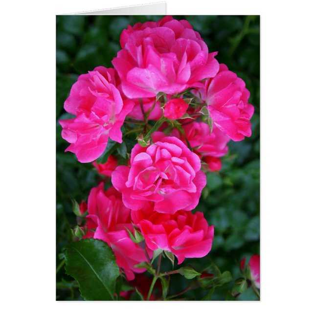 Bouquet rosa caliente (Frente)