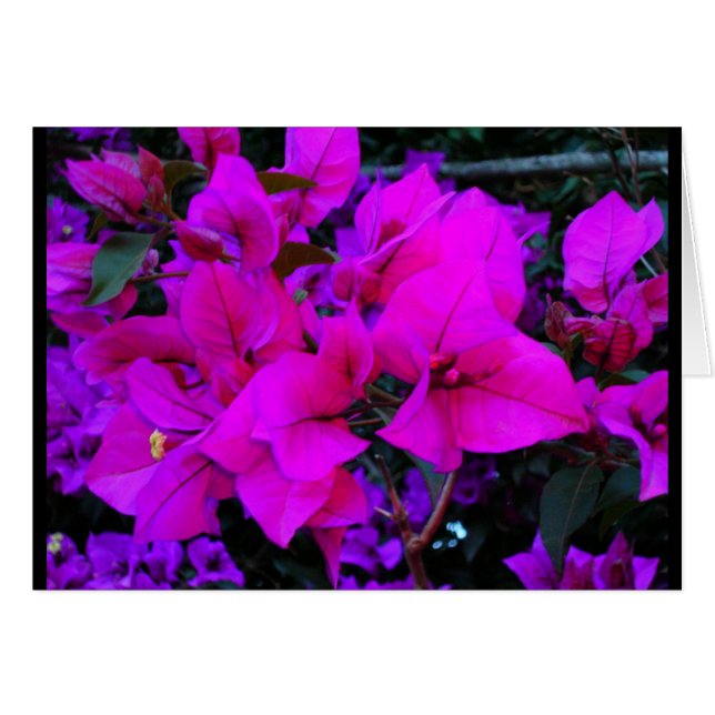 bourgenvilla (Anverso (Horizontal))