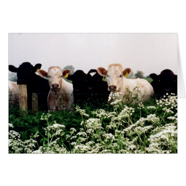 Bóvidos, vacas en Wiltshire, Inglaterra (Anverso (Horizontal))