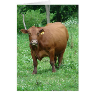 Bovine, todas las ocasiones tarjeta de saludo en b