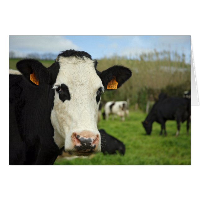 Bovinos de Holstein (Anverso (Horizontal))