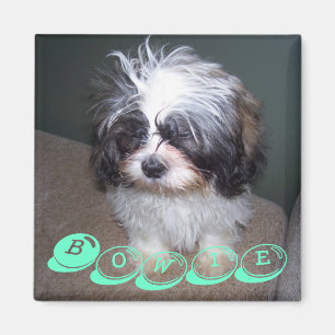 Bowie el imán borroso del perro de perrito de Shi