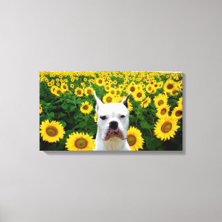 Boxer blanco en la impresión de lona de girasoles