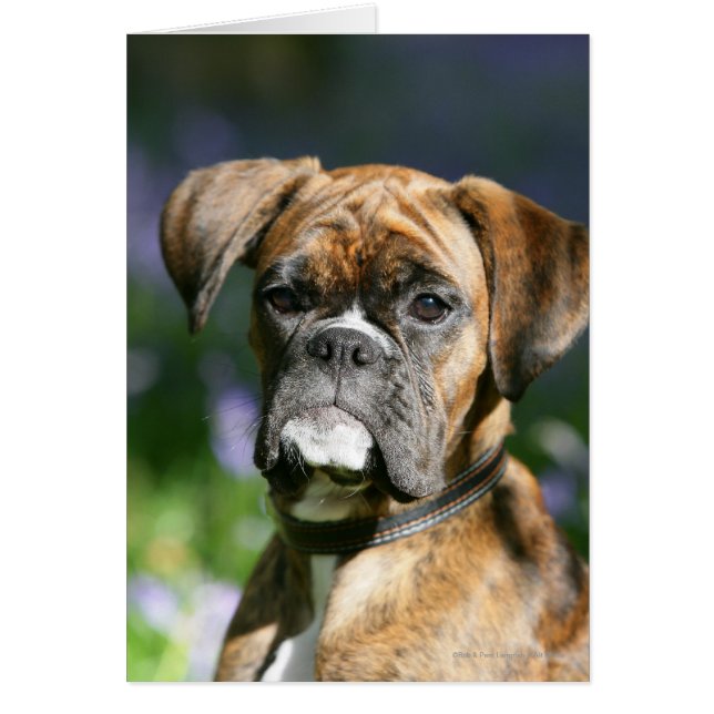 Boxer Dog Headshot (Frente)