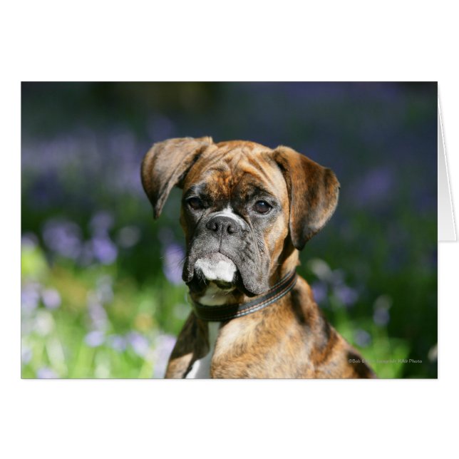 Boxer Dog Headshot (Anverso (Horizontal))